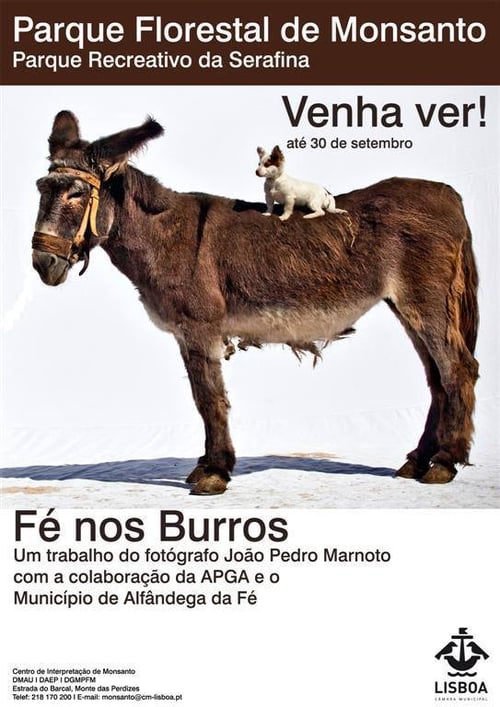 Fé nos Burros